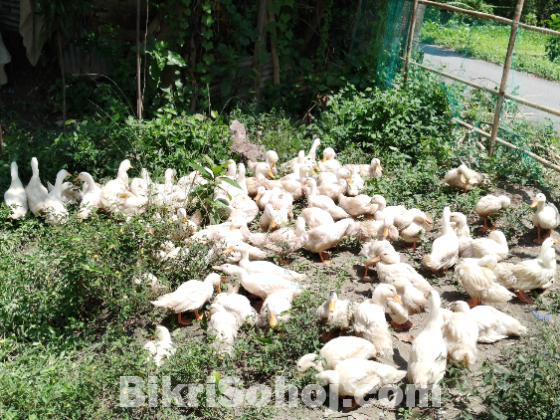 বেলজিয়াম হাঁস